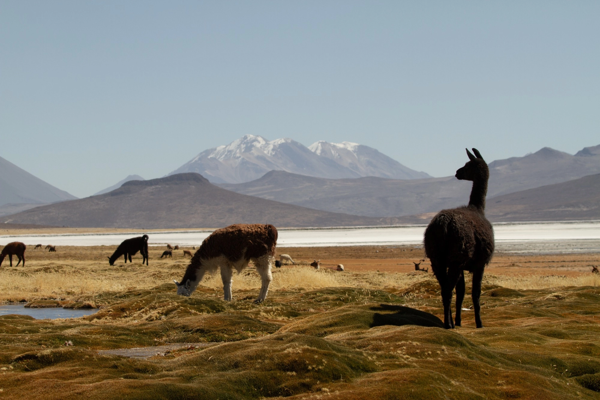 granja de alpacas y vicuñas