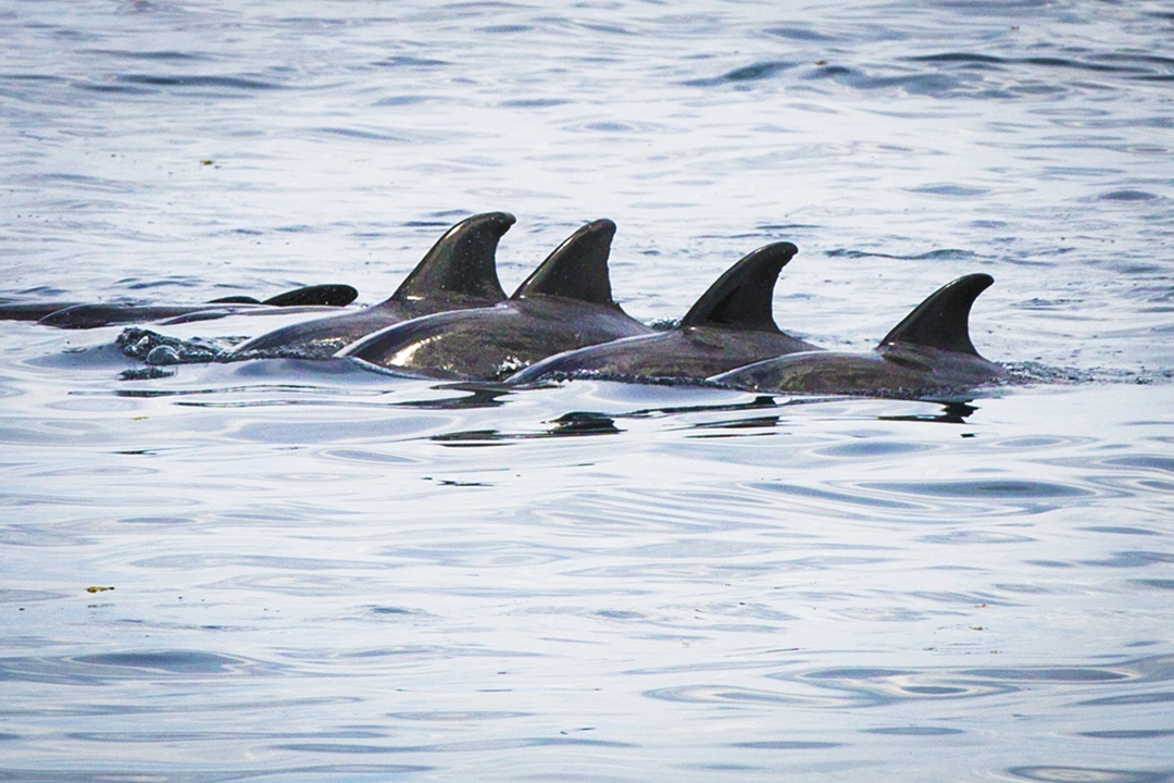 nadar con delfines en raja ampat