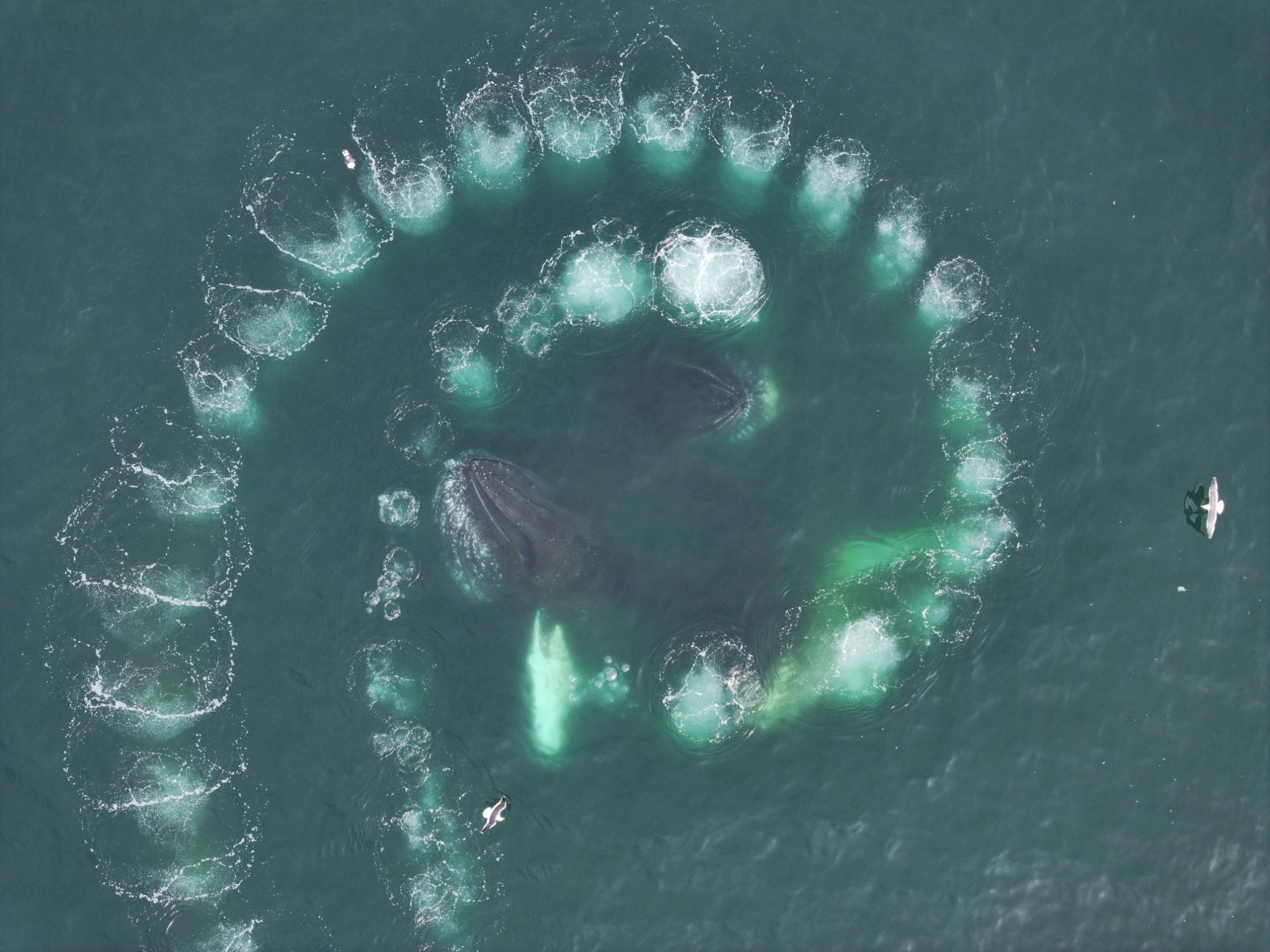 ballenas en antártida