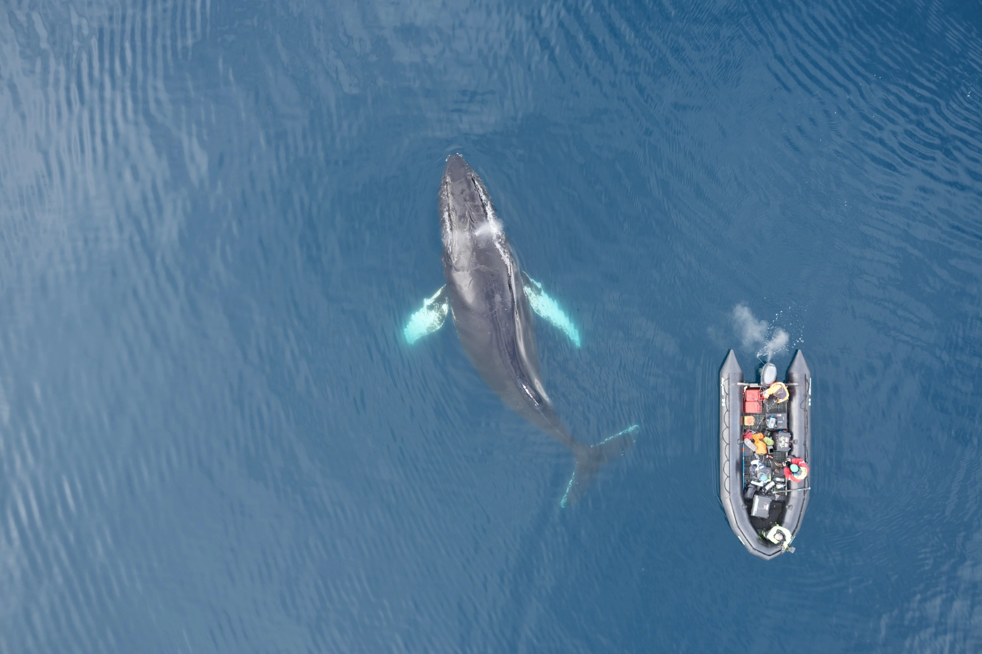 ballena en zodiac antartida