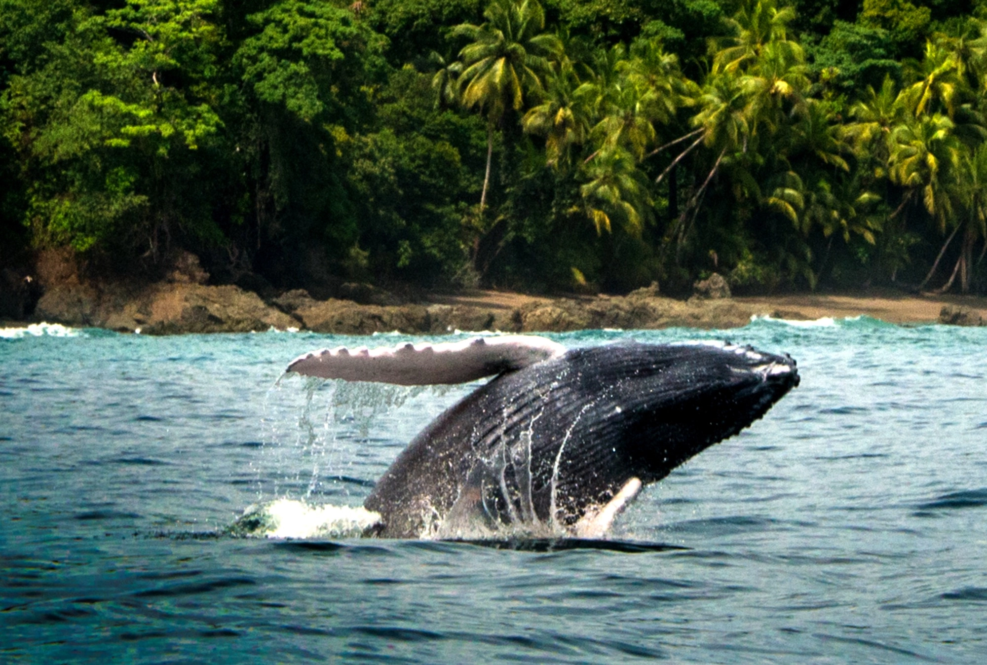 avistamiento de ballenas costa rica