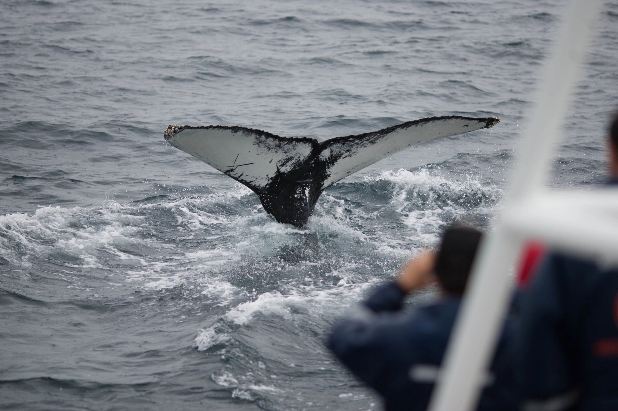 avistamiento ballenas islandia