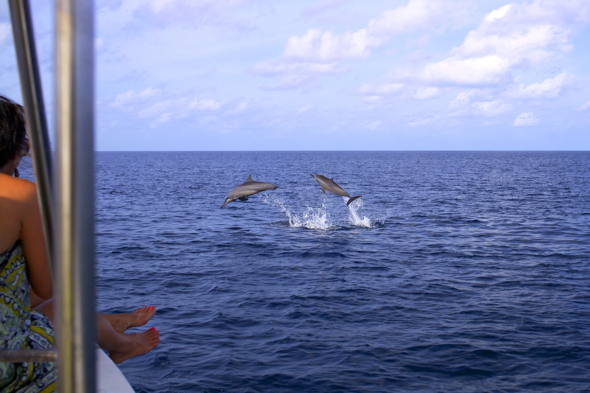 barco para ver delfines en maldivas