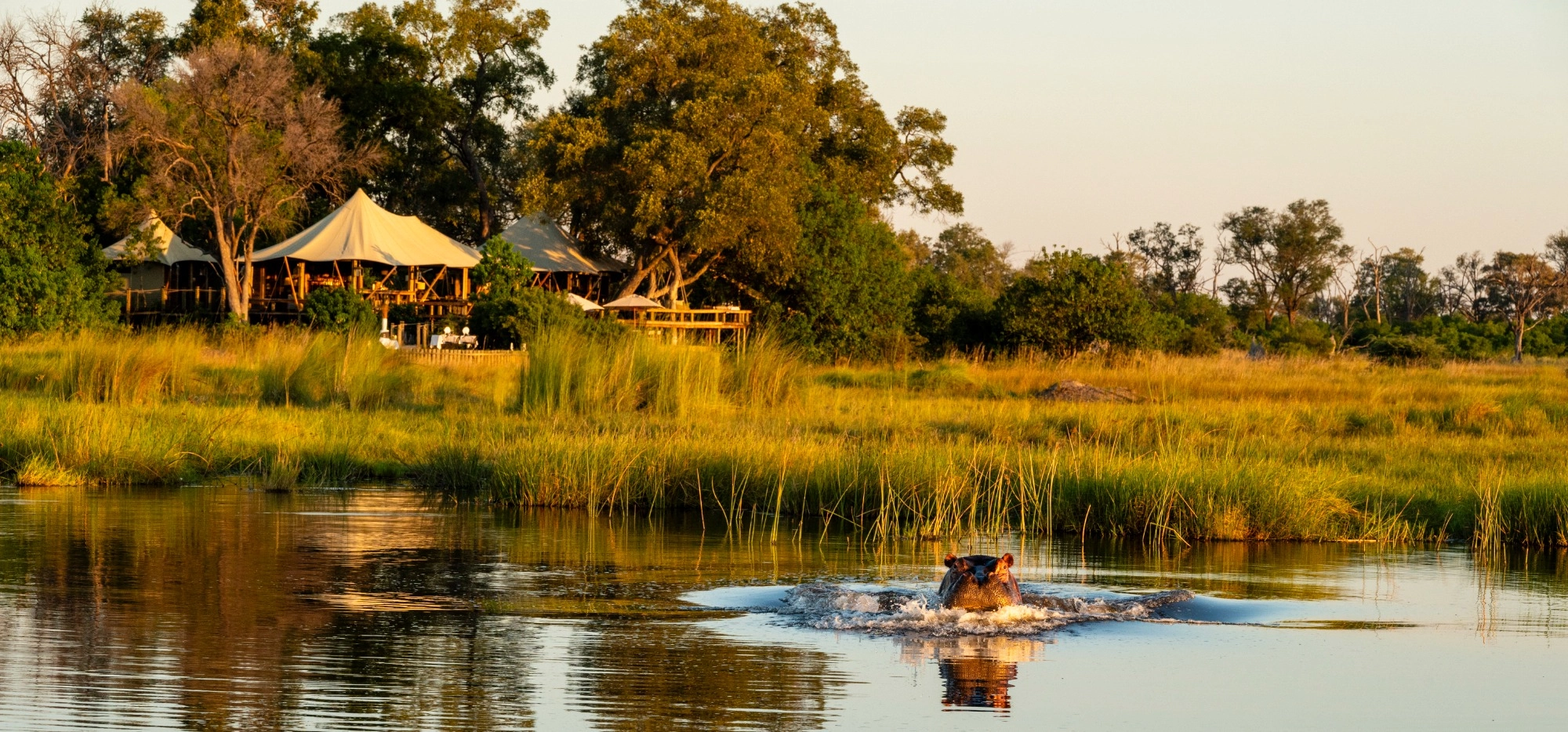 tuludi natural selection hipopotamo desde la cabaña
