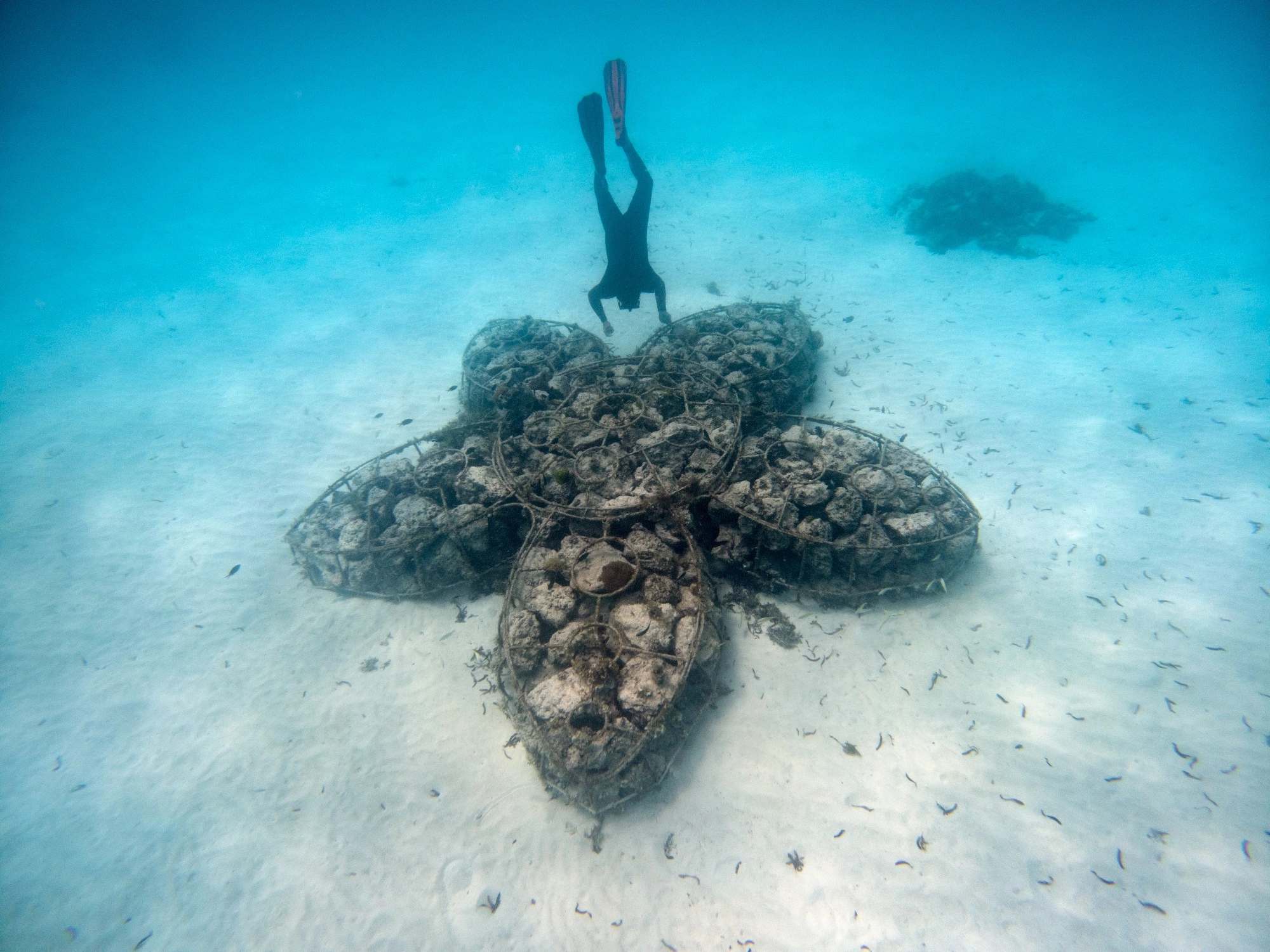 buceo corales protegidos zanzibar