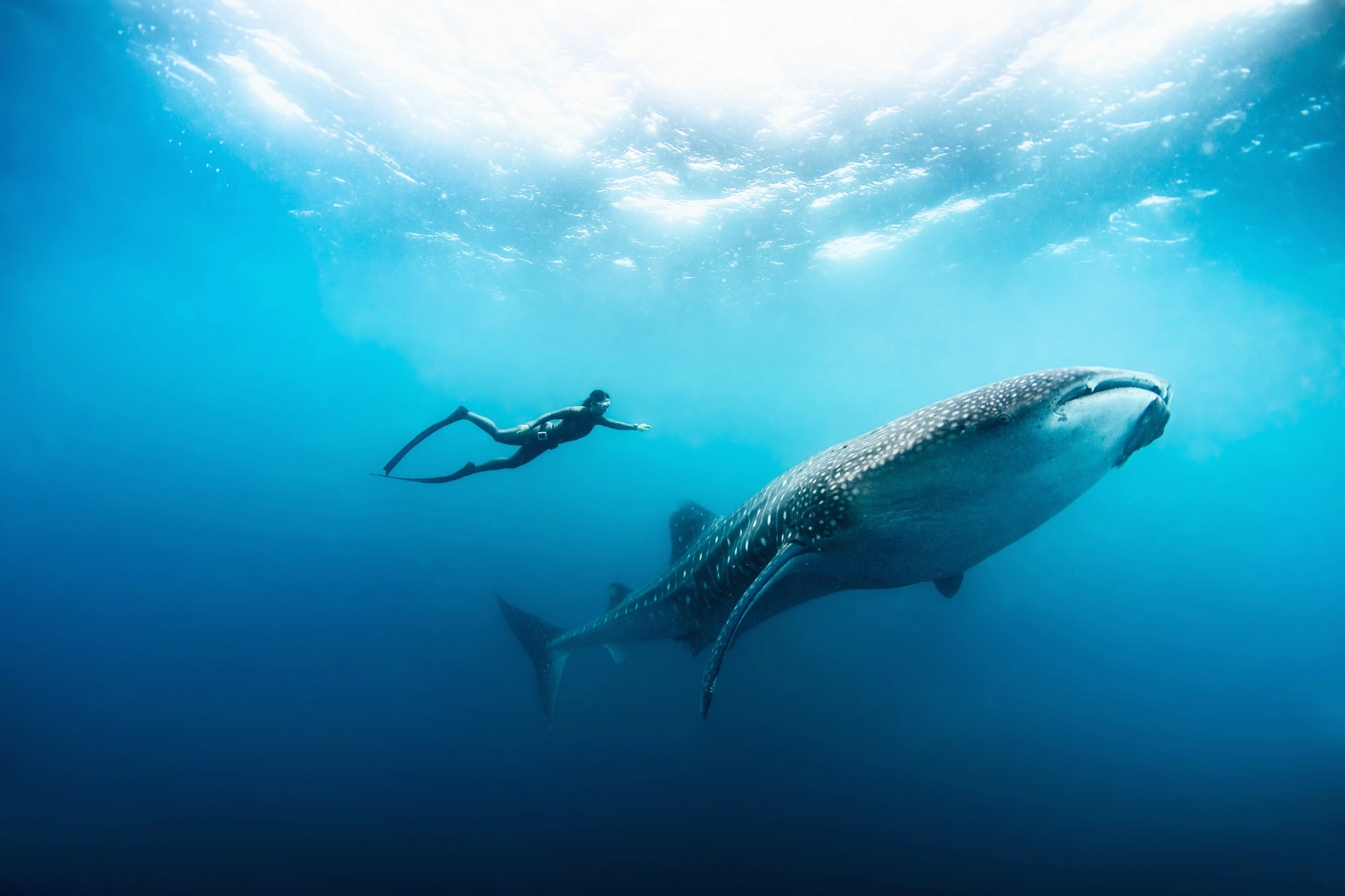 buceo con un tiburon ballena