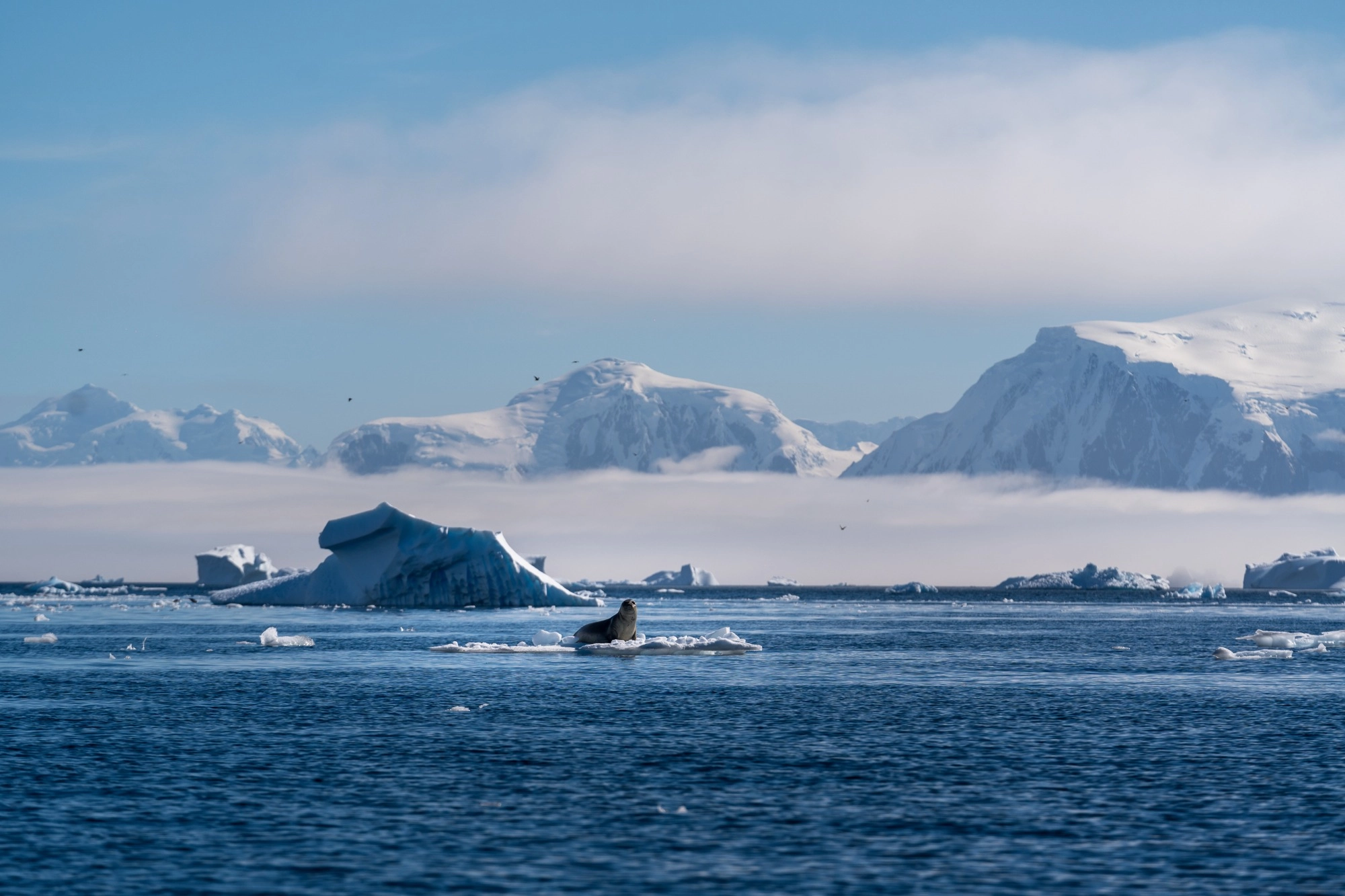 focas entre glaciares antártida