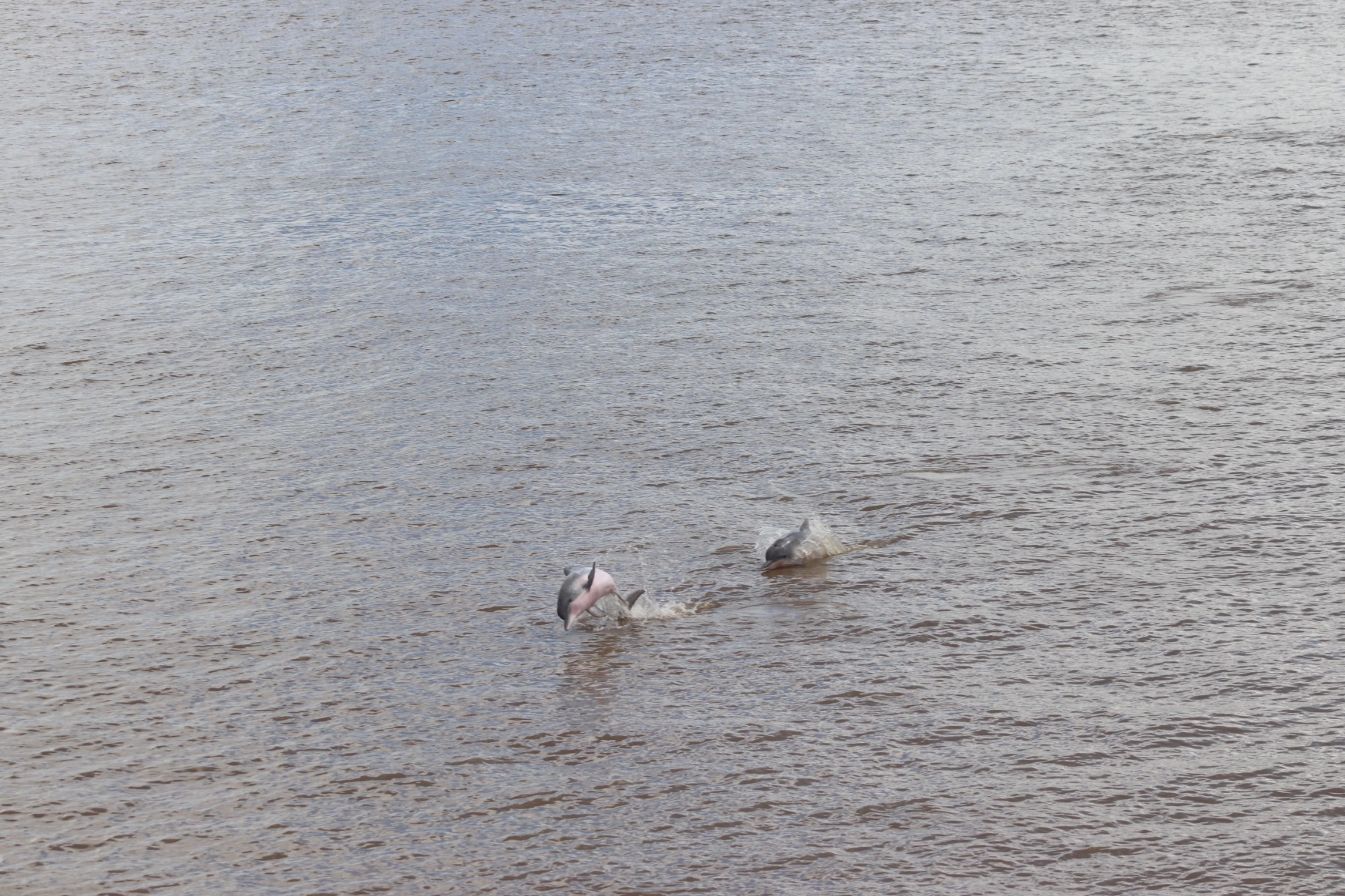 delfines rosas Amazonas