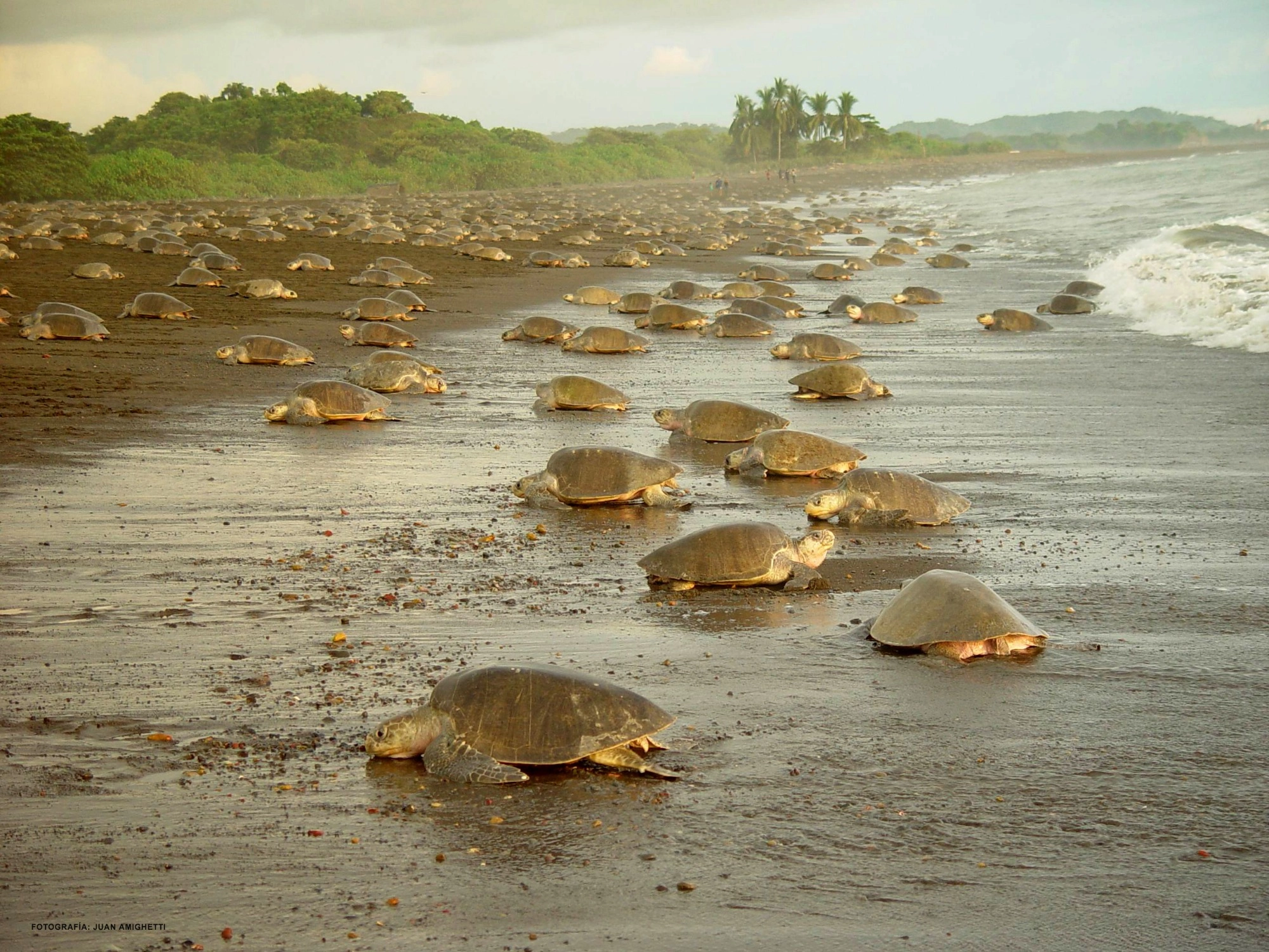 desove de tortugas marinas costa rica