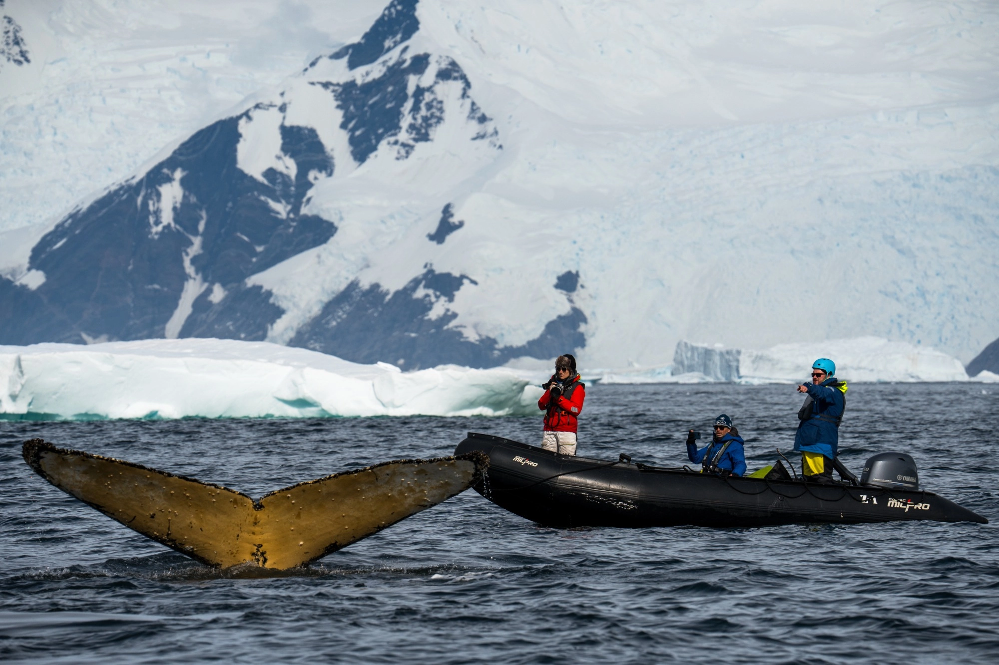 zodiac con avistamiento de ballenas