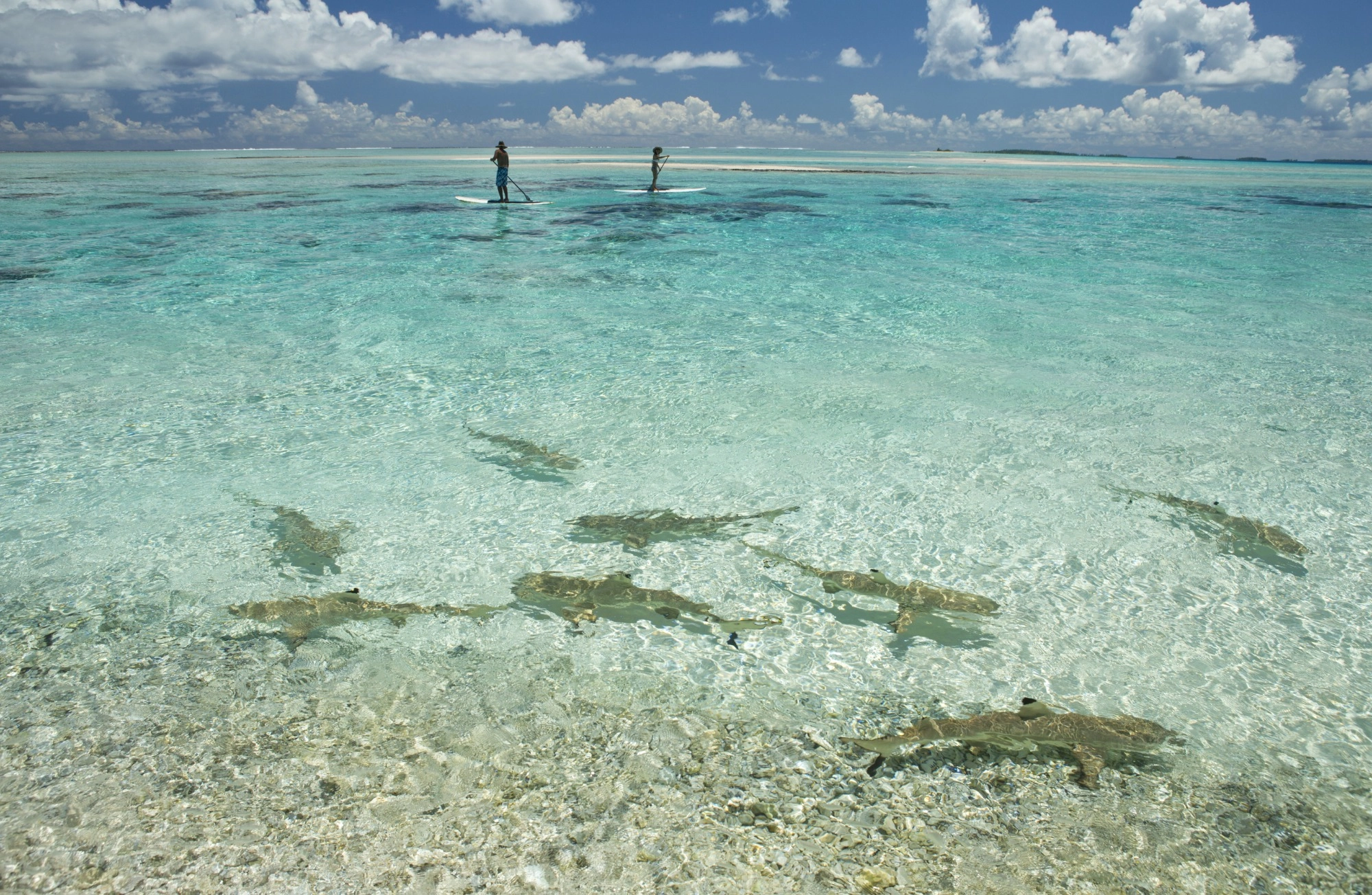 paddle surf con tiburones en tikehau