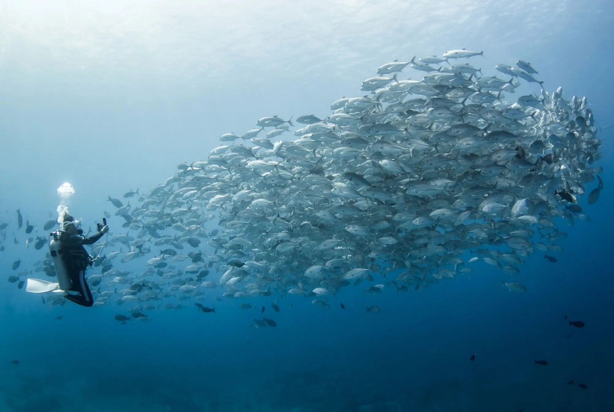 buceo con guia privado en la polinesia francesa