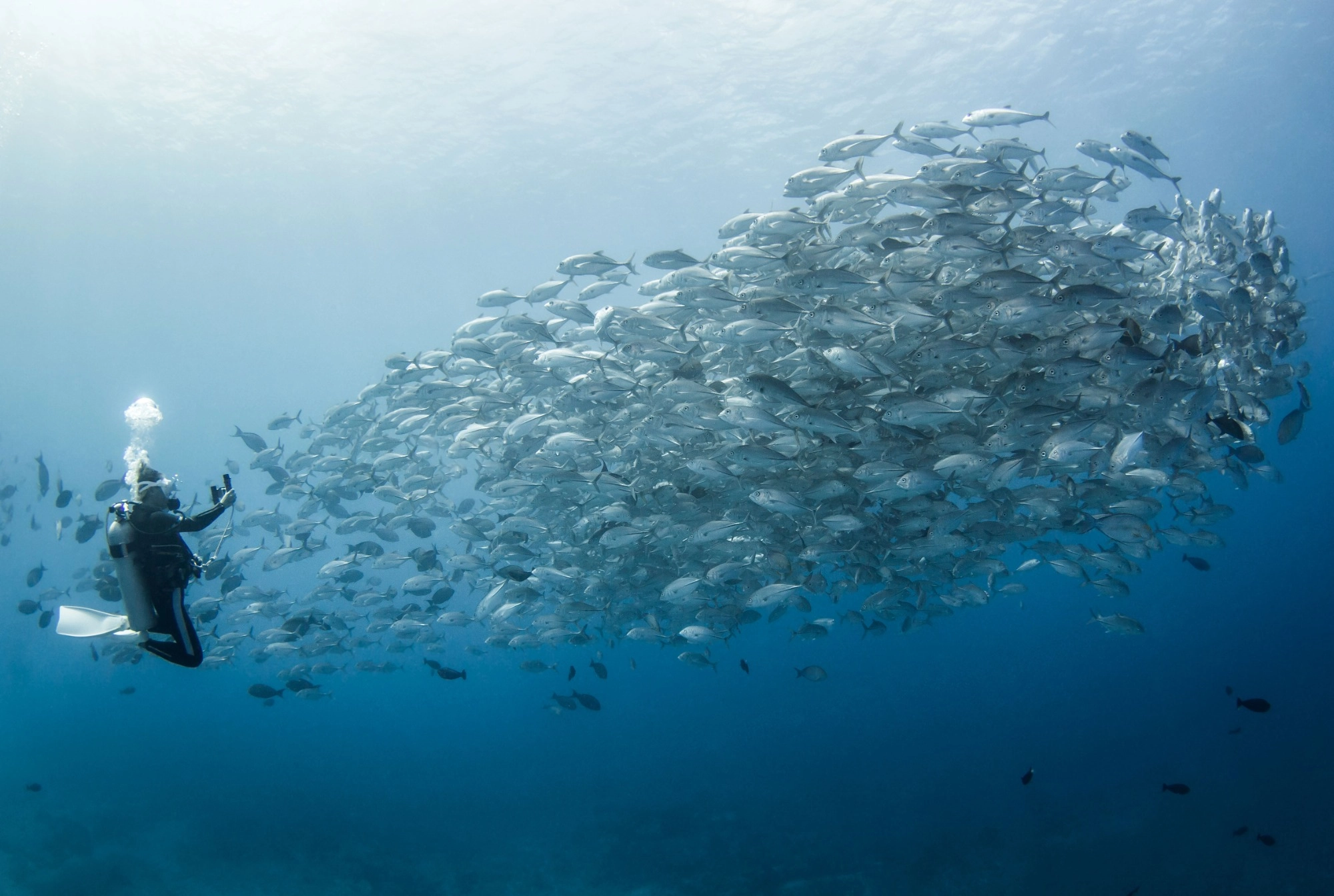 Buceo Fakarava Polinesia Francesa