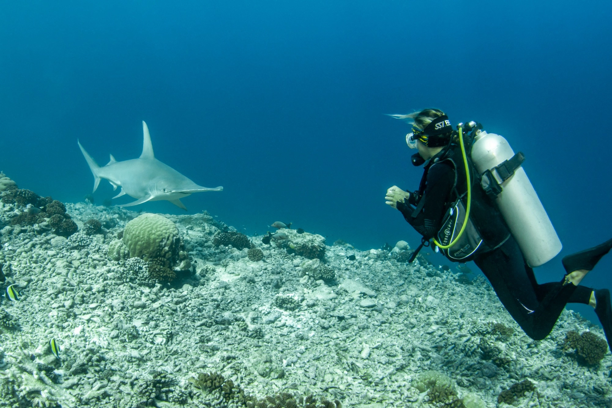 Buceo de tiburones Polinesia Francesa