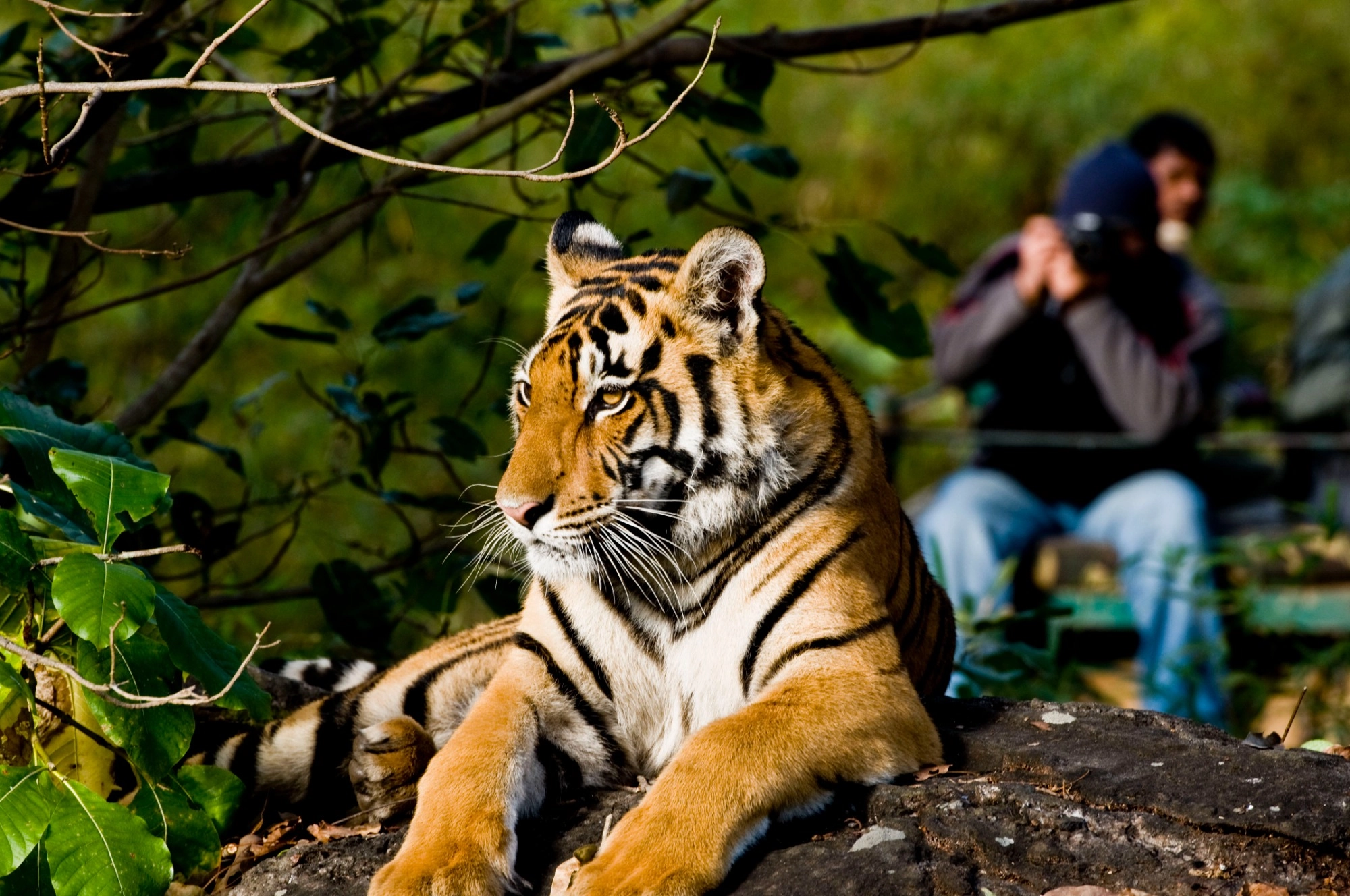 experiencia fotografia de tigre de bengala en la india