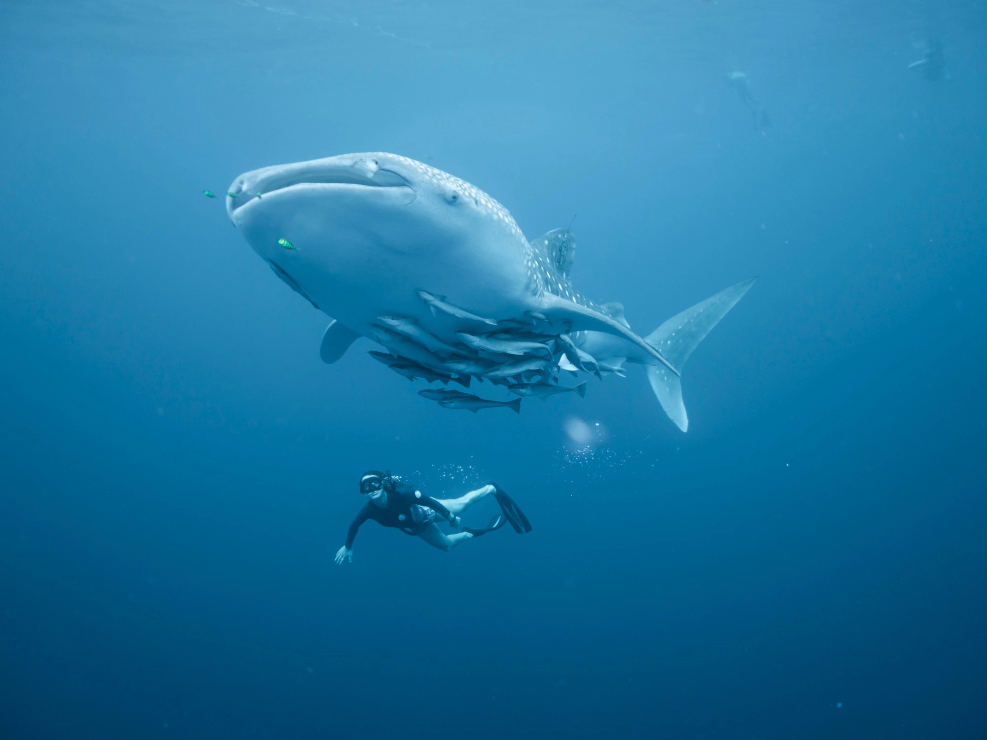 nadar con tiburon ballena polinesia francesa
